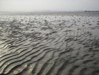 Low tide